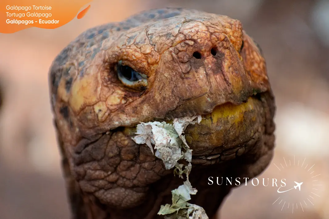Galapago Tortoise