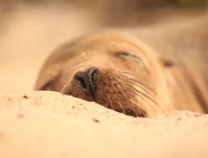 Galapagos