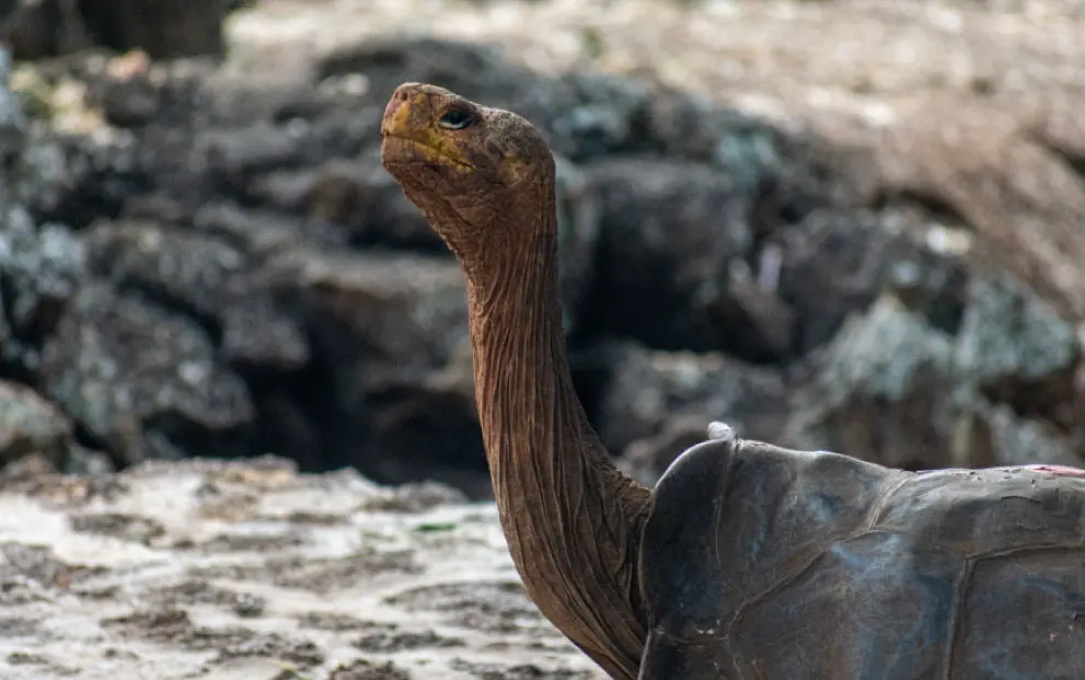 Santa Cruz Galapagos